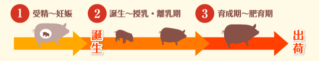 1. 受精〜妊娠 2. 誕生〜授乳・離乳期 3. 育成期〜肥満期 →出荷